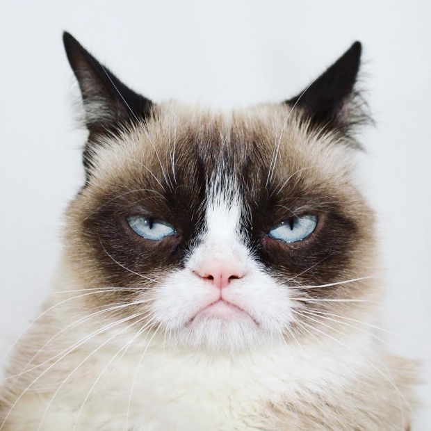 Grumpy Cat will make her Broadway debut in Cats.