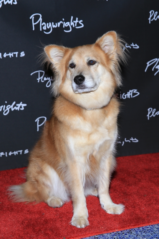Marti the Dog walks the red carpet at the opening of Rancho Viejo at Playwrights Horizons.