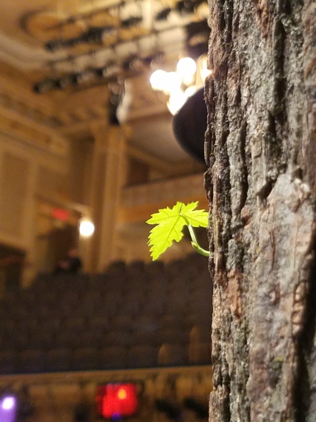 Green shoots sprout out of the set for Come From away on Broadway.