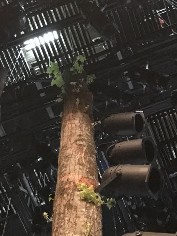 The set for Come From Away on Broadway uses real trees harvested from the Adirondacks.
