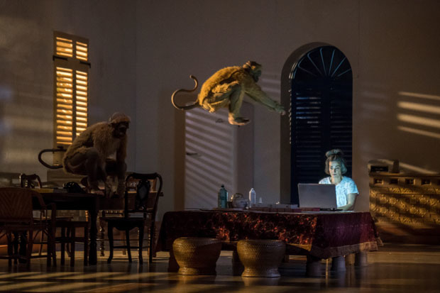 Two monkeys (Seear Kohi and Arman Saribekyan) leap into the room occupied by Cornélia (Hélène Cinque) in A Room in India.