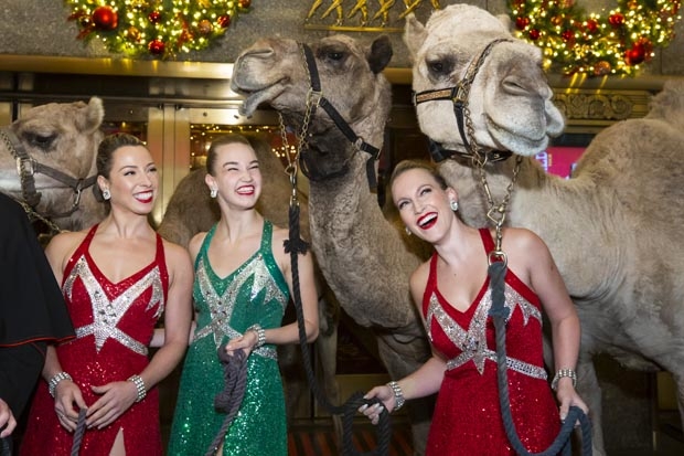 The Rockettes have a laugh with some camels.