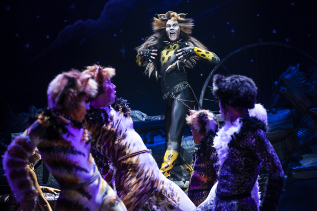 McGee Maddox as Rum Tum Tugger in Cats.