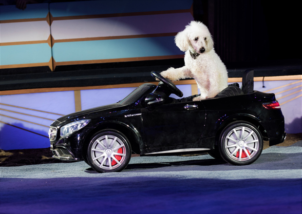 Charlie, a rescue dog, from last year&#39;s Big Apple Circus. 