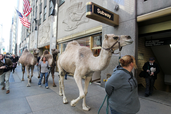 The animals from the Living Nativity pose near the entrance of the Rockefeller Center subway stop.