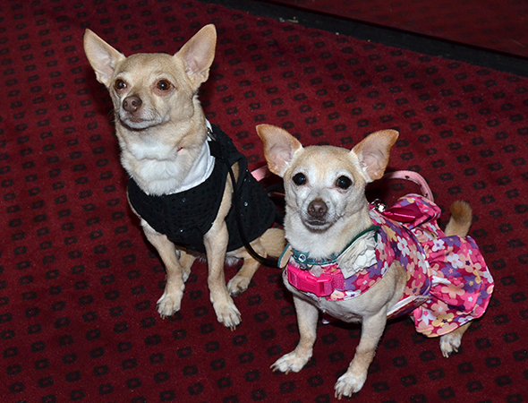 Chico and Roxie on the opening night of Lady Day at Emerson&#39;s Bar &amp; Grill.
