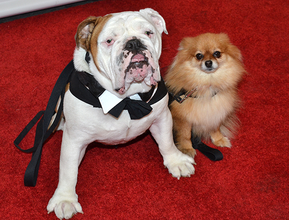 Romeo and Trixie on the Bullets Over Broadway red carpet.