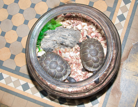 Rocky Balboa&#39;s turtles in Rocky at the Winter Garden Theatre.